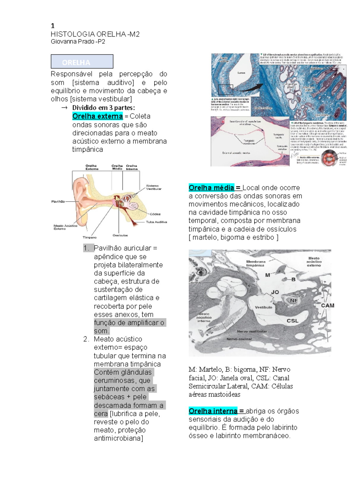 Histologia Da Orelha - 1 HISTOLOGIA ORELHA -M Giovanna Prado -P ...