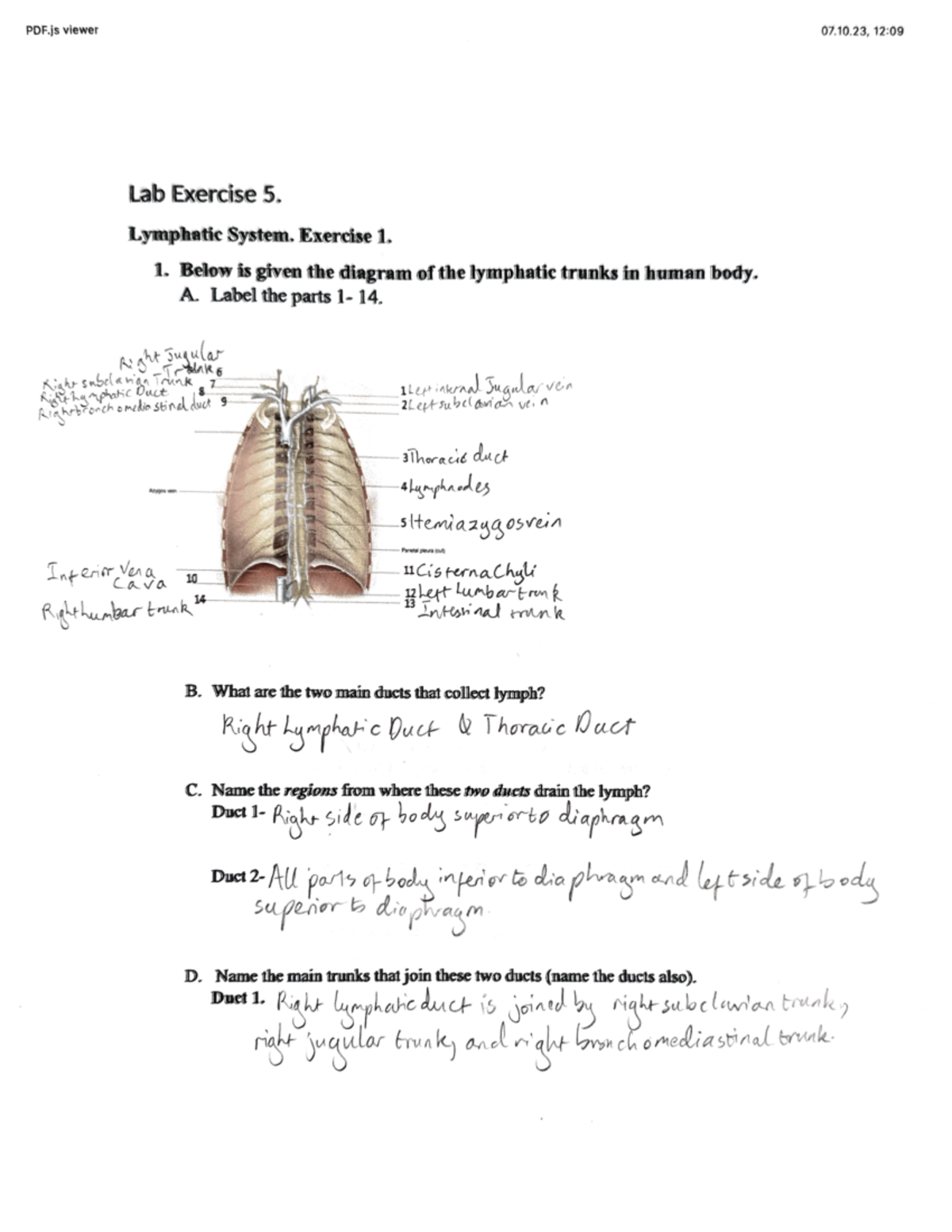 Lymphatic System 1 - Biol 252 - Studocu