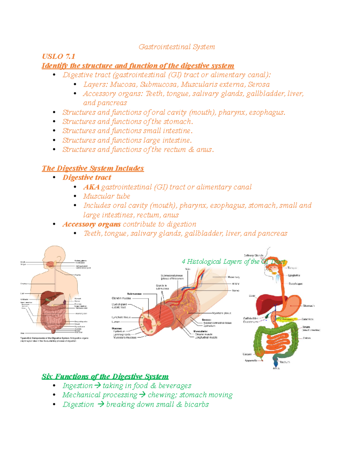 unit-7-gastrointestinal-system-gastrointestinal-system-uslo-7