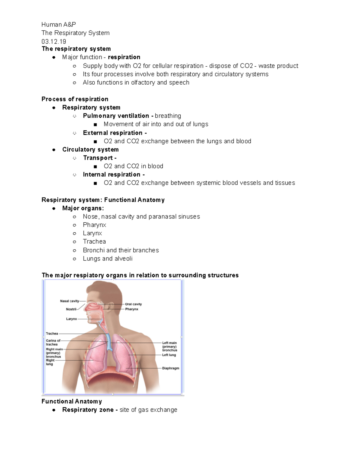 The Respiratory System - The Respiratory System Major Function 