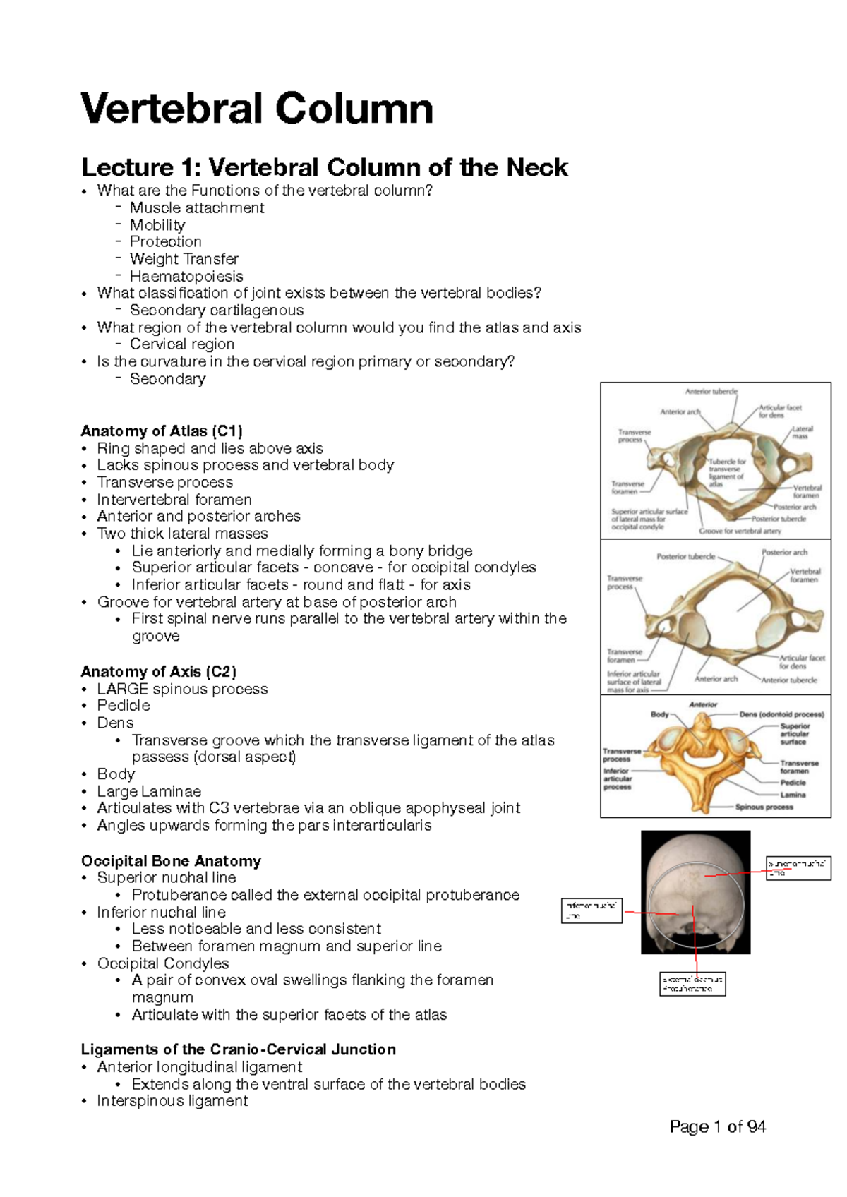 Vertebral column summary notes - Vertebral Column Lecture 1: Vertebral ...