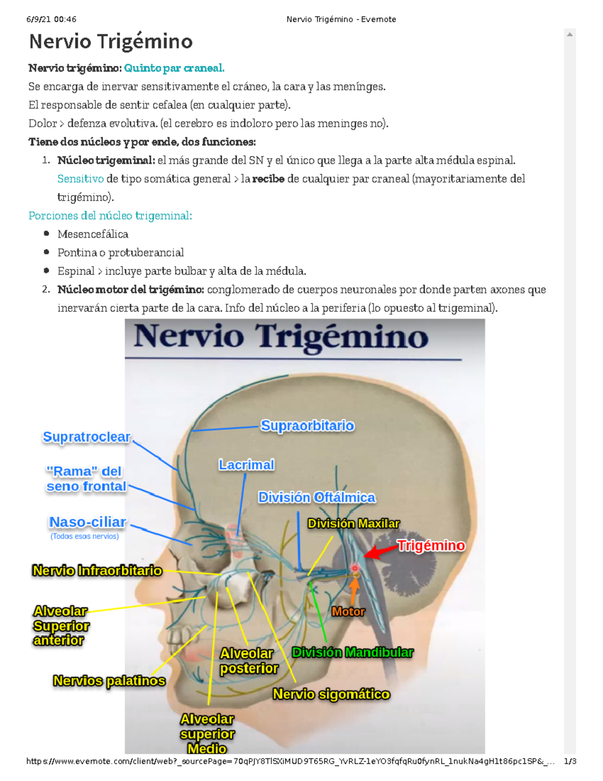 Nervio Trigémino (Quinto par craneal) 6/9/21 0046 Nervio Trigémino