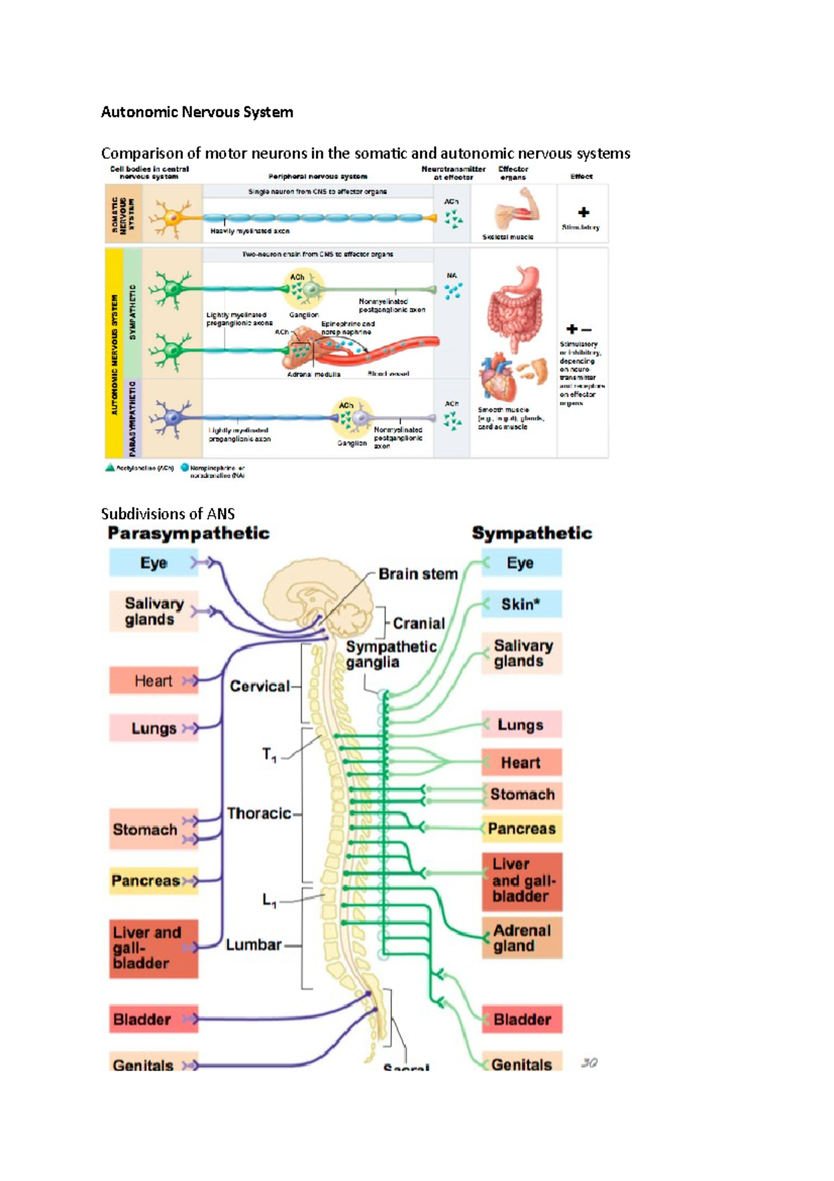 Anatomy and physiology with clinical correlations 1.2 - Autonomic ...