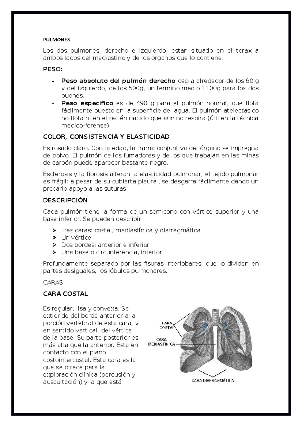 Pulmones Apuntes 7 Pulmones Los Dos Pulmones Derecho E Izquierdo