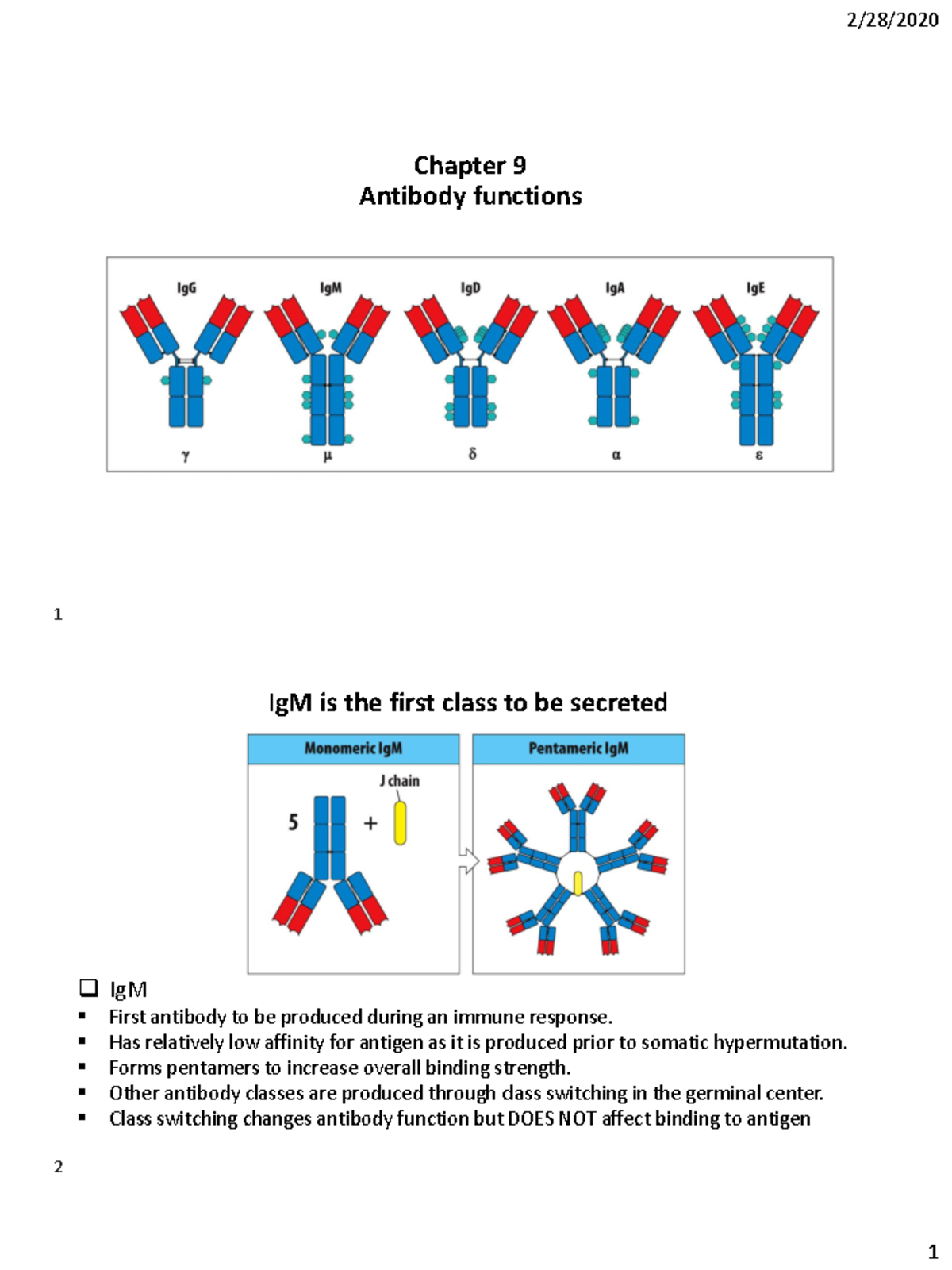 Chapter 9. Antibody effector functions IgM is the first class to be
