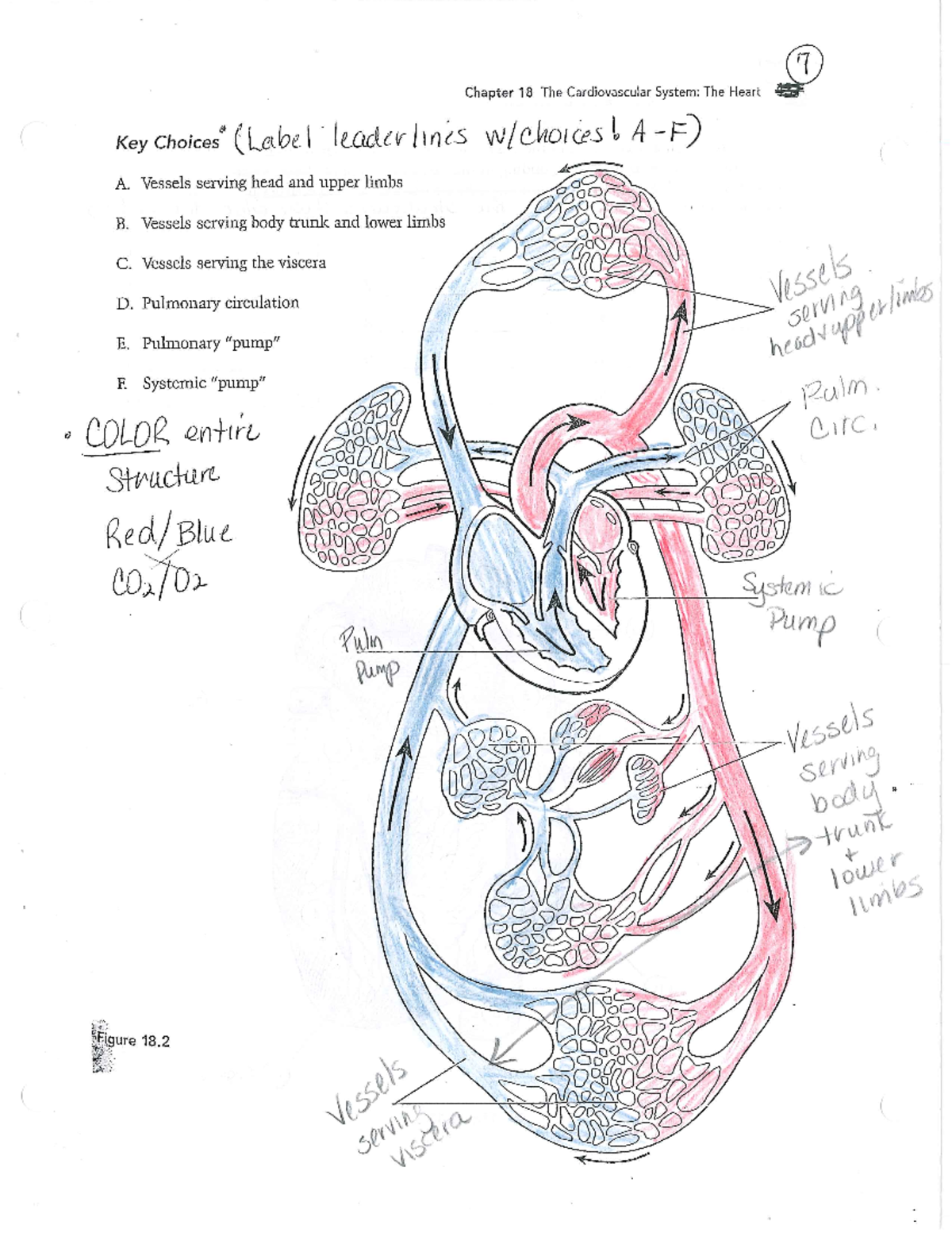 Banana - something - Biology - Studocu