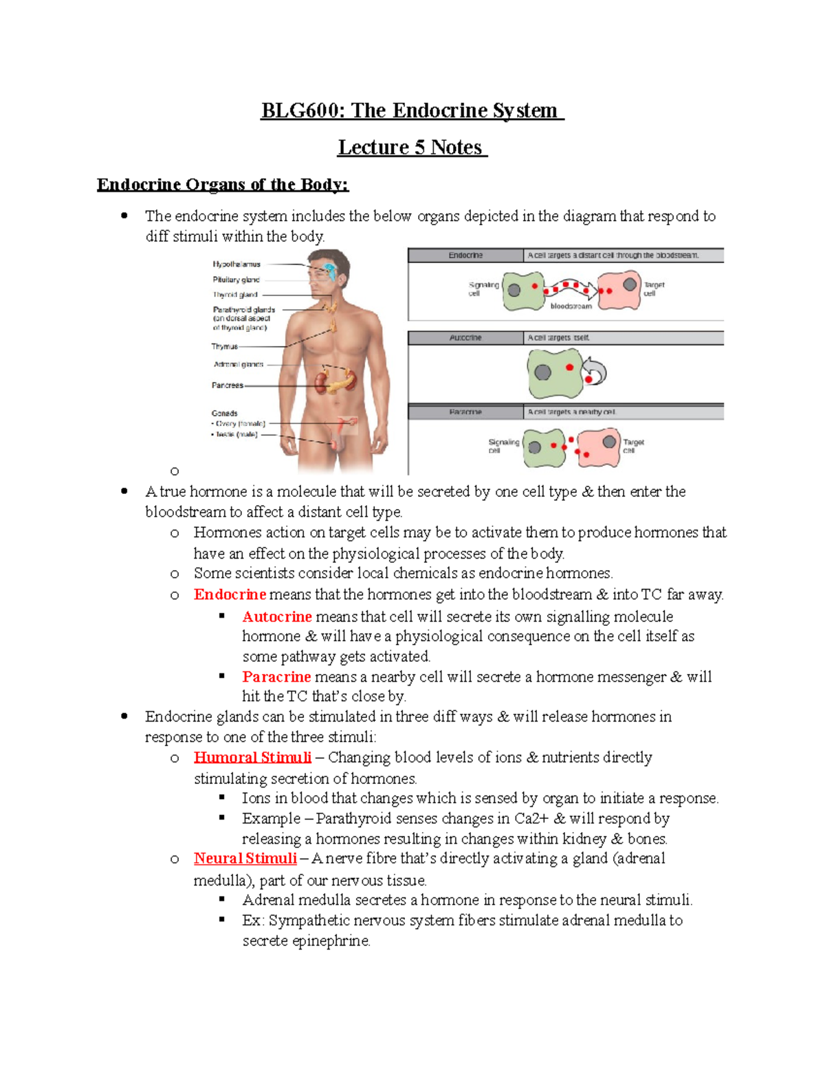 Lecture 5 Notes - Crestina Bietes - BLG600: The Endocrine System ...