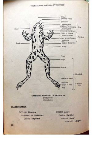 BIO 2 LAB 7 BODY Organization - BODY ORGANIZATION I. Learning ...