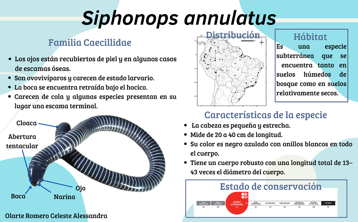 Siphonops annulatus - Son ovovivíparos y carecen de estado larvario. La ...