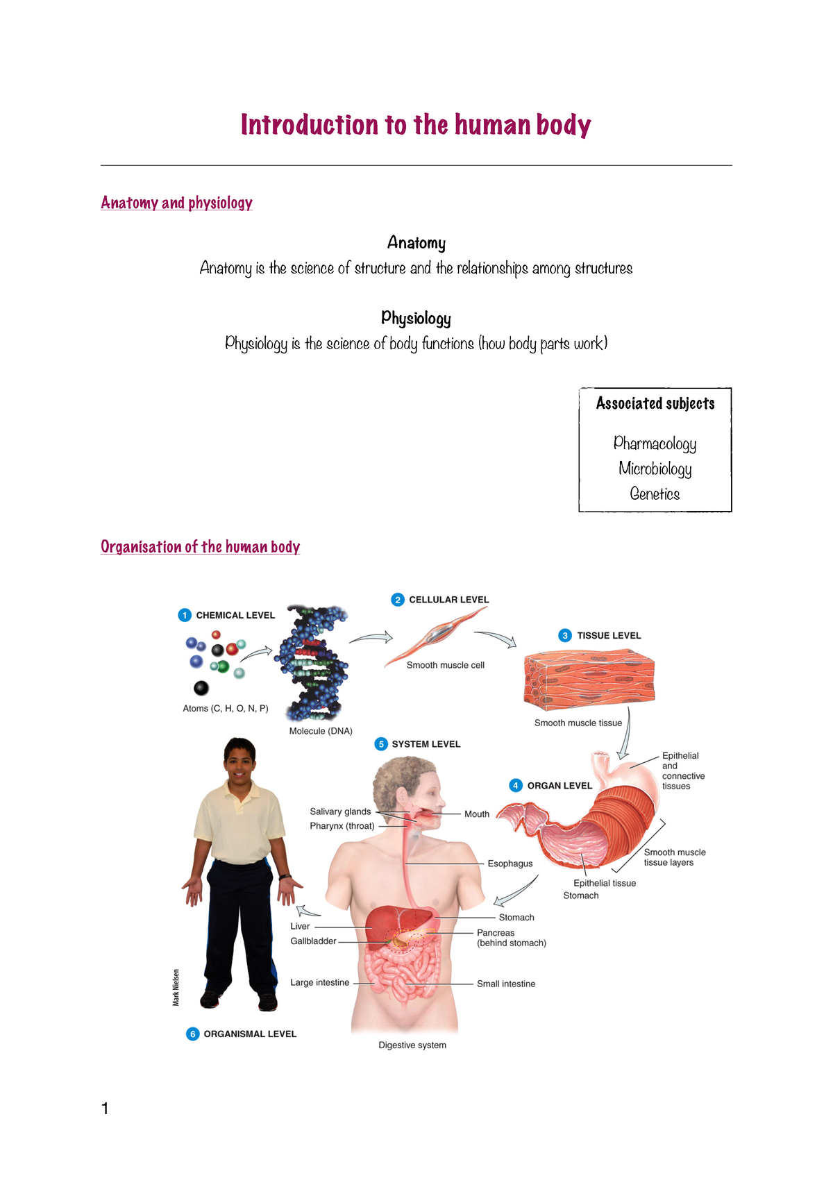 human body introduction for essay