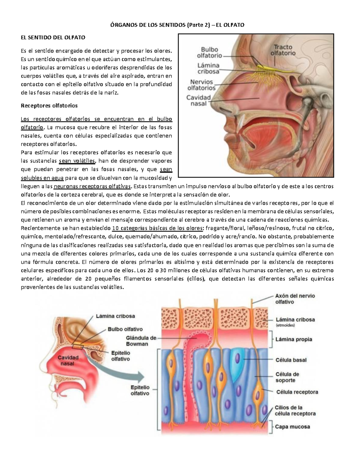 2. El sentido del olfato - ÓRGANOS DE LOS SENTIDOS (Parte 2) – EL ...