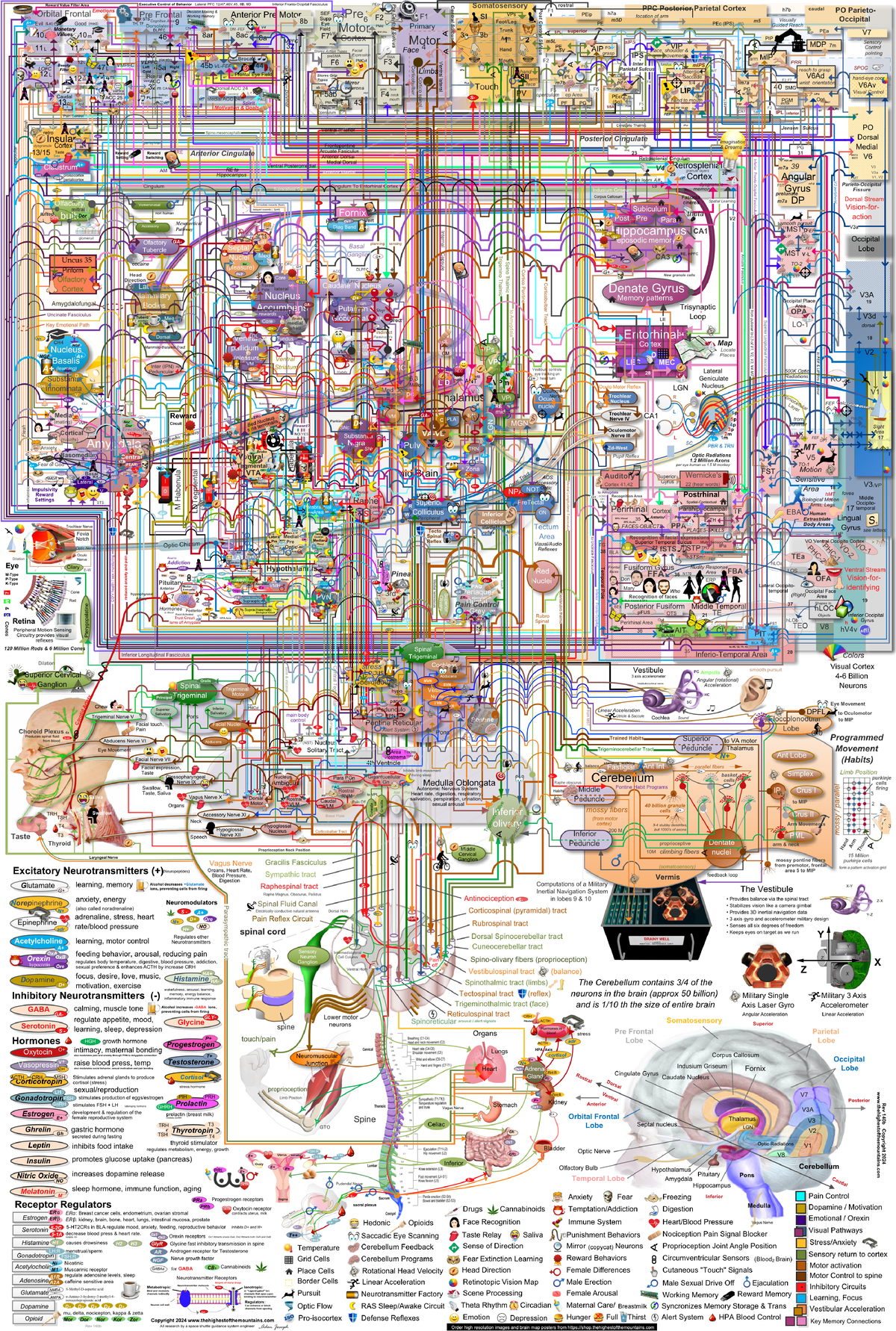 Thehighestofthemountains brain map rev117 image - Motor Primary 11L ...