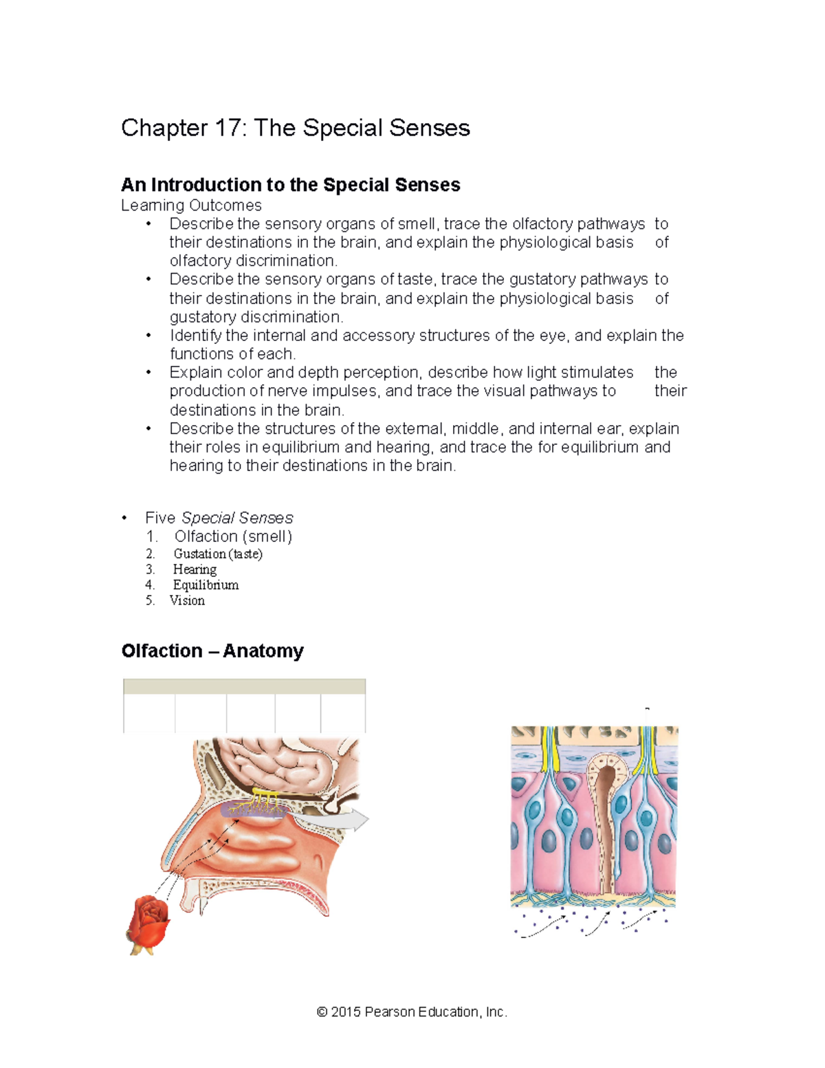 Biol 286 Chapter 17 Special Senses Chapter 17 The Special Senses An Introduction To The 5239