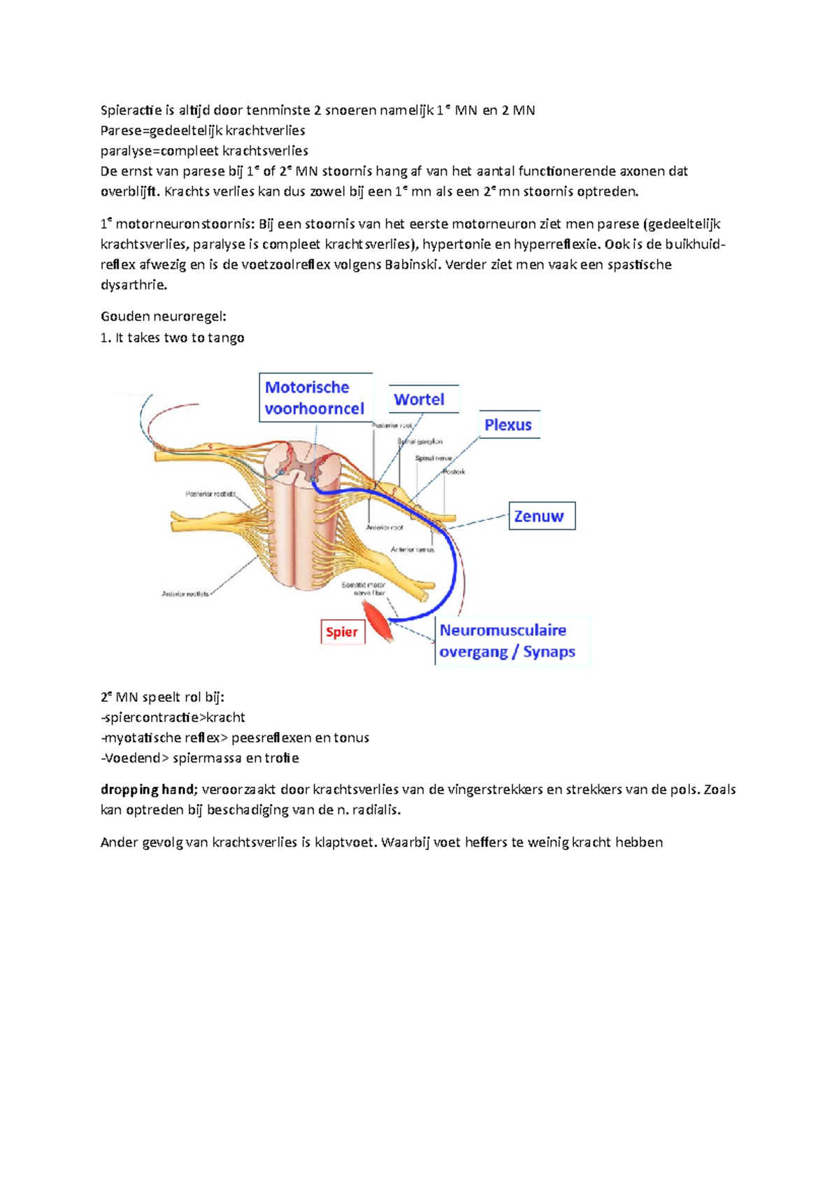 Hc 5 2e Motorneuron Klinisch Spieractie Is Altijd Door Tenminste 2