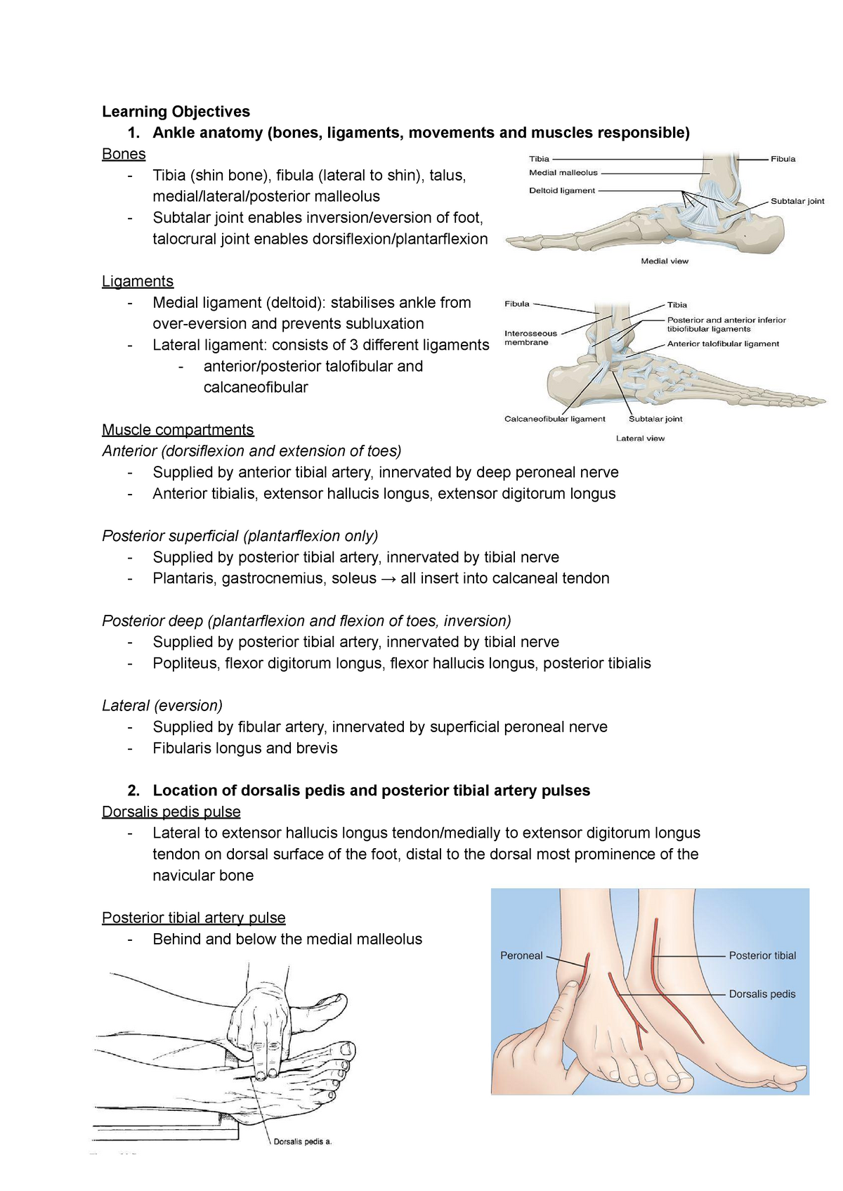 Loco4 (ankle anatomy, sprains, ankle pulses) - Learning Objectives 1 ...