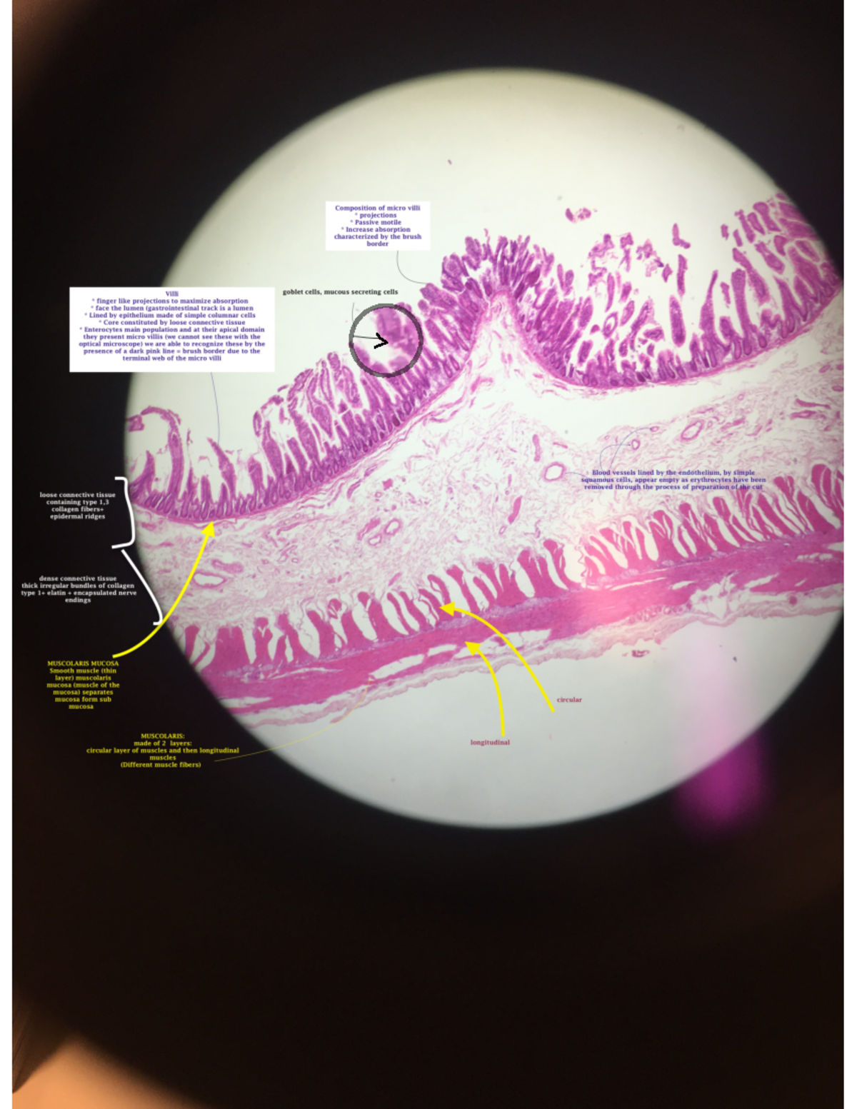 Small intestine sample - Istologia - Studocu