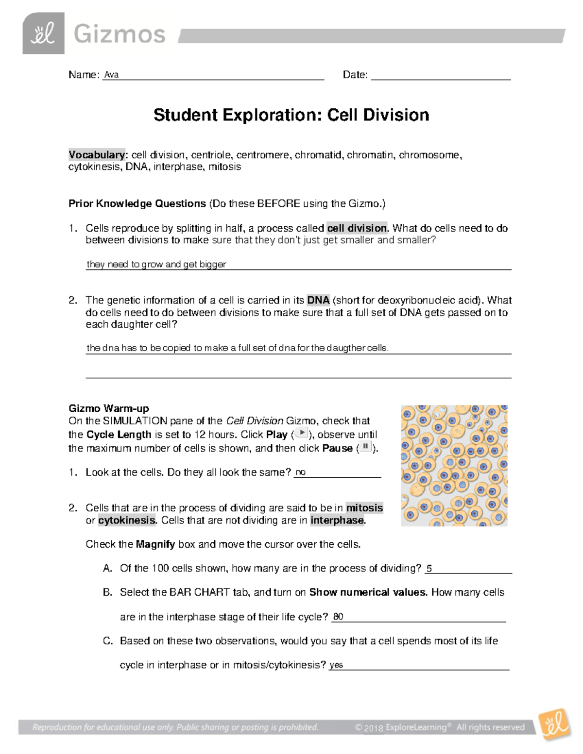 Cell Division SE - answer key - Name ...