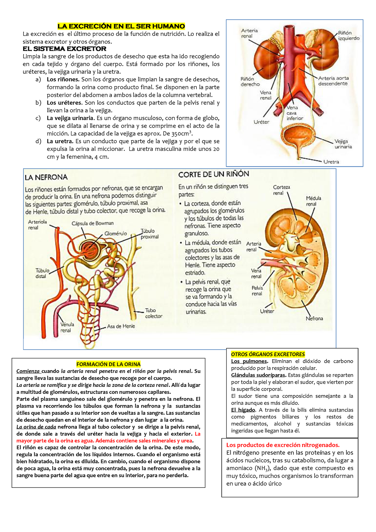 LA Excreción EN EL SER Humano 2° - LA EXCRECI”N EN EL SER HUMANO La ...
