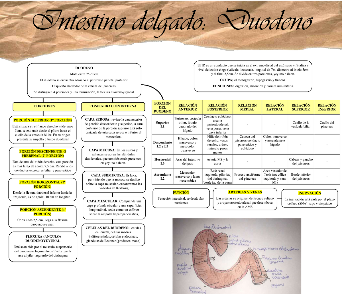 Intestino Delgado Duodeno Mapa Conceptual Porcion Del Duodeno RelaciÓn Anterior RelaciÓn 1389