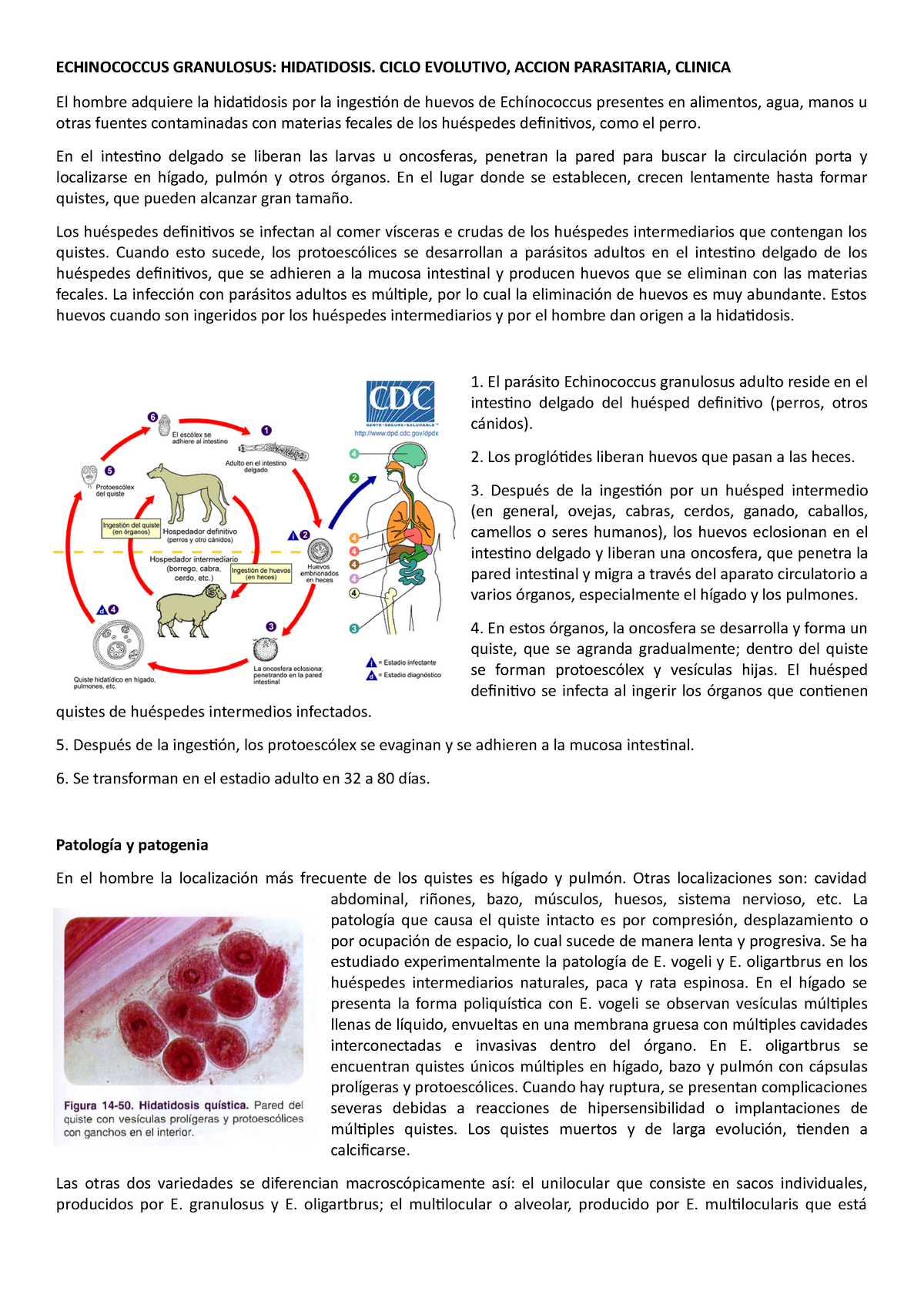 Echinococcus Granulosus Echinococcus Granulosus Hidatidosis Ciclo Evolutivo Accion