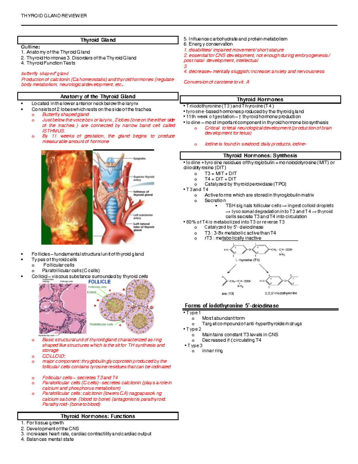 Thyroid Gland Reviewer - THYROID GLAND REVIEWER Thyroid Gland Outline ...