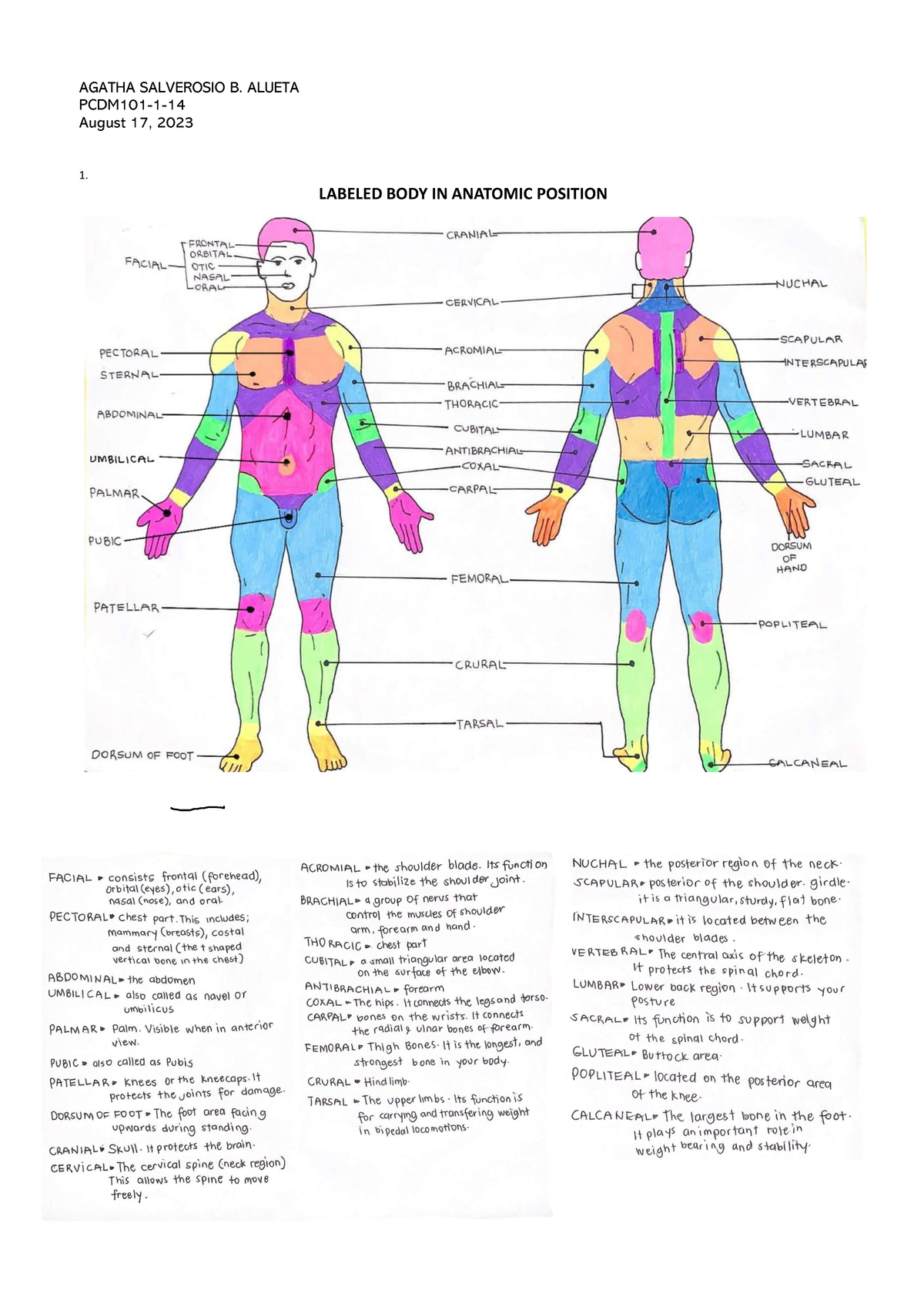 Labeled body in Anatomical position - AGATHA SALVEROSIO B. ALUETA ...