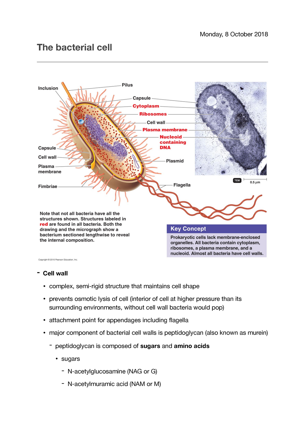 Lecture 3 Bacterial cell - The bacterial cell - Cell wall • complex ...