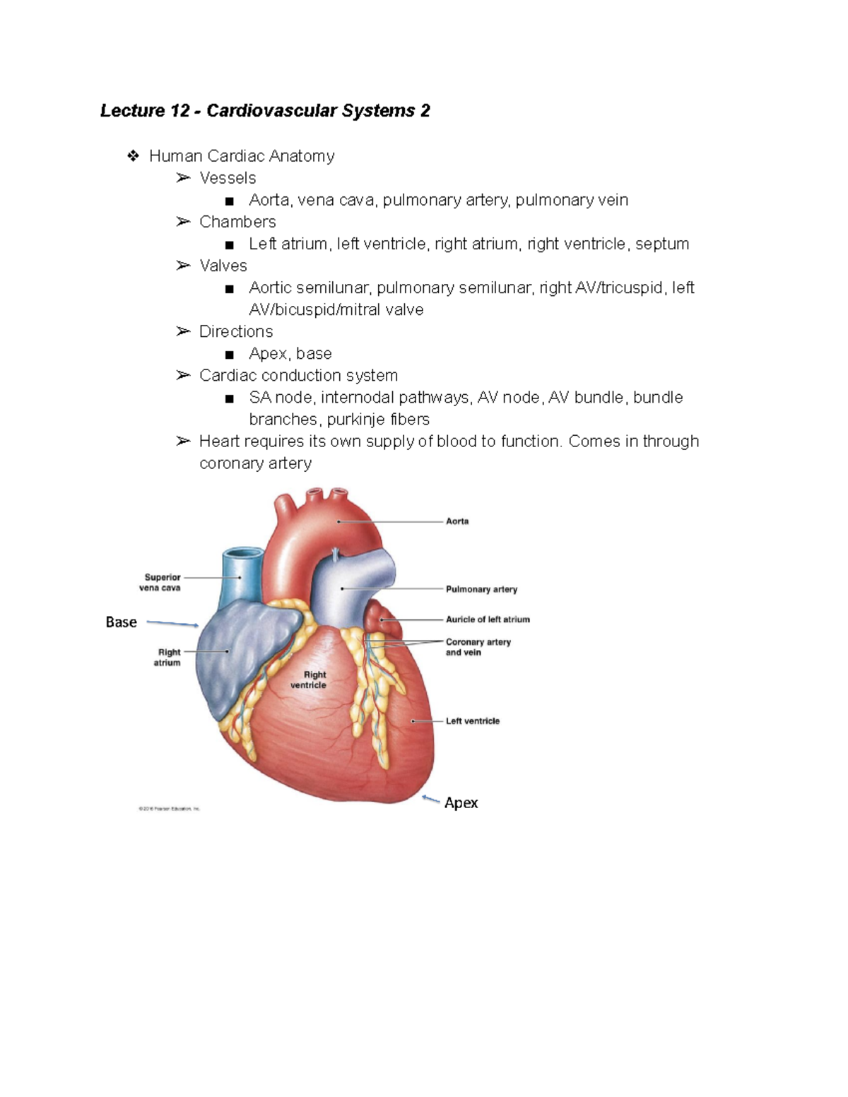 Lecture 12 - Cardiovascular Systems 2 - BIO 203 - SBU - Studocu