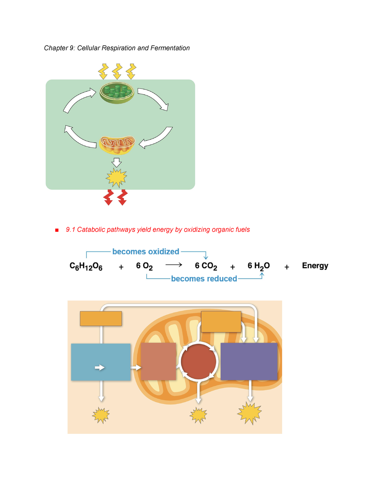 Biology Exam Study Guide - Chapter 9: Cellular Respiration And ...