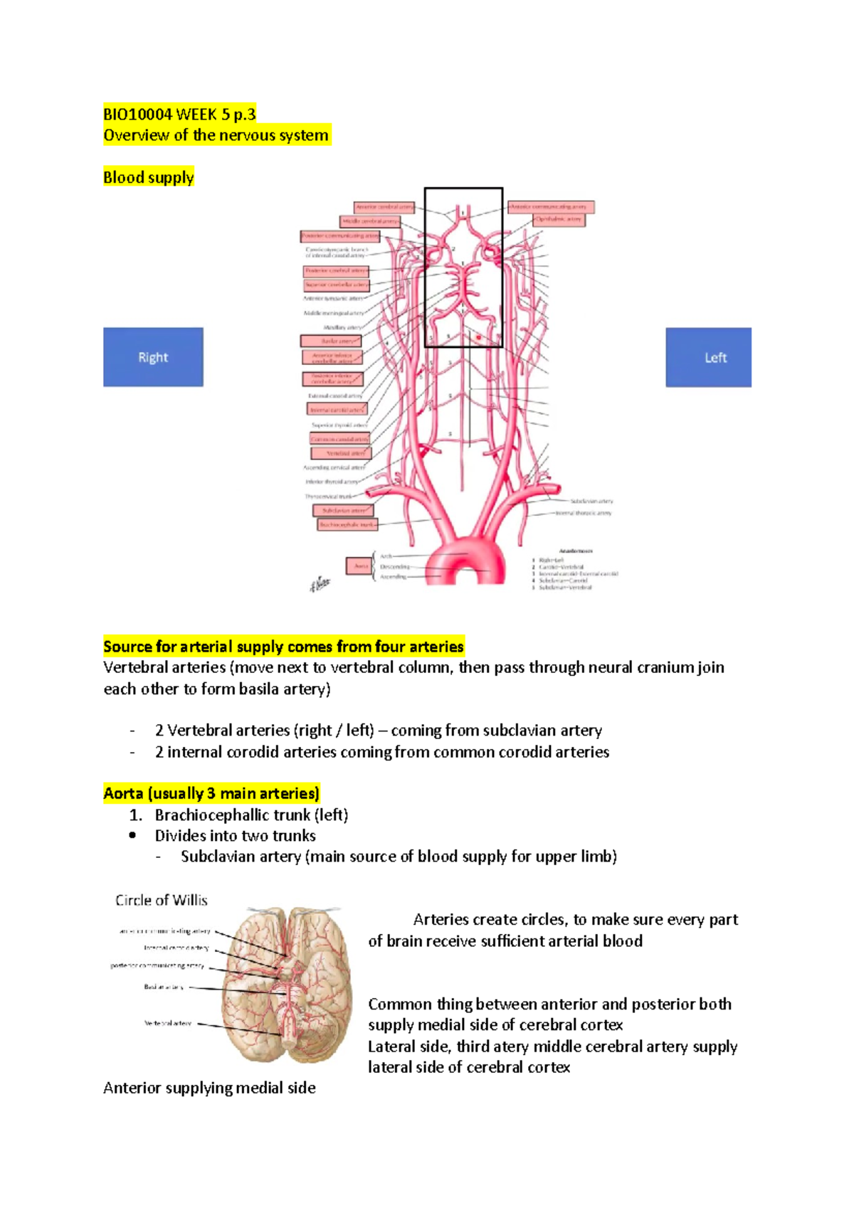 WEEK 5 p - Notes - BIO10004 WEEK 5 p. Overview of the nervous system ...