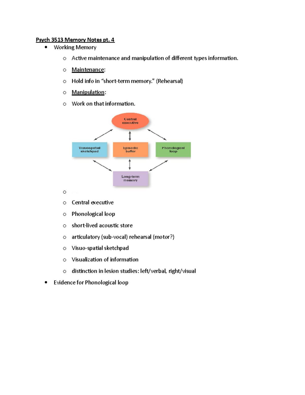 Psych 3513 Memory Notes pt 4 - 4 Working Memory o Active maintenance ...