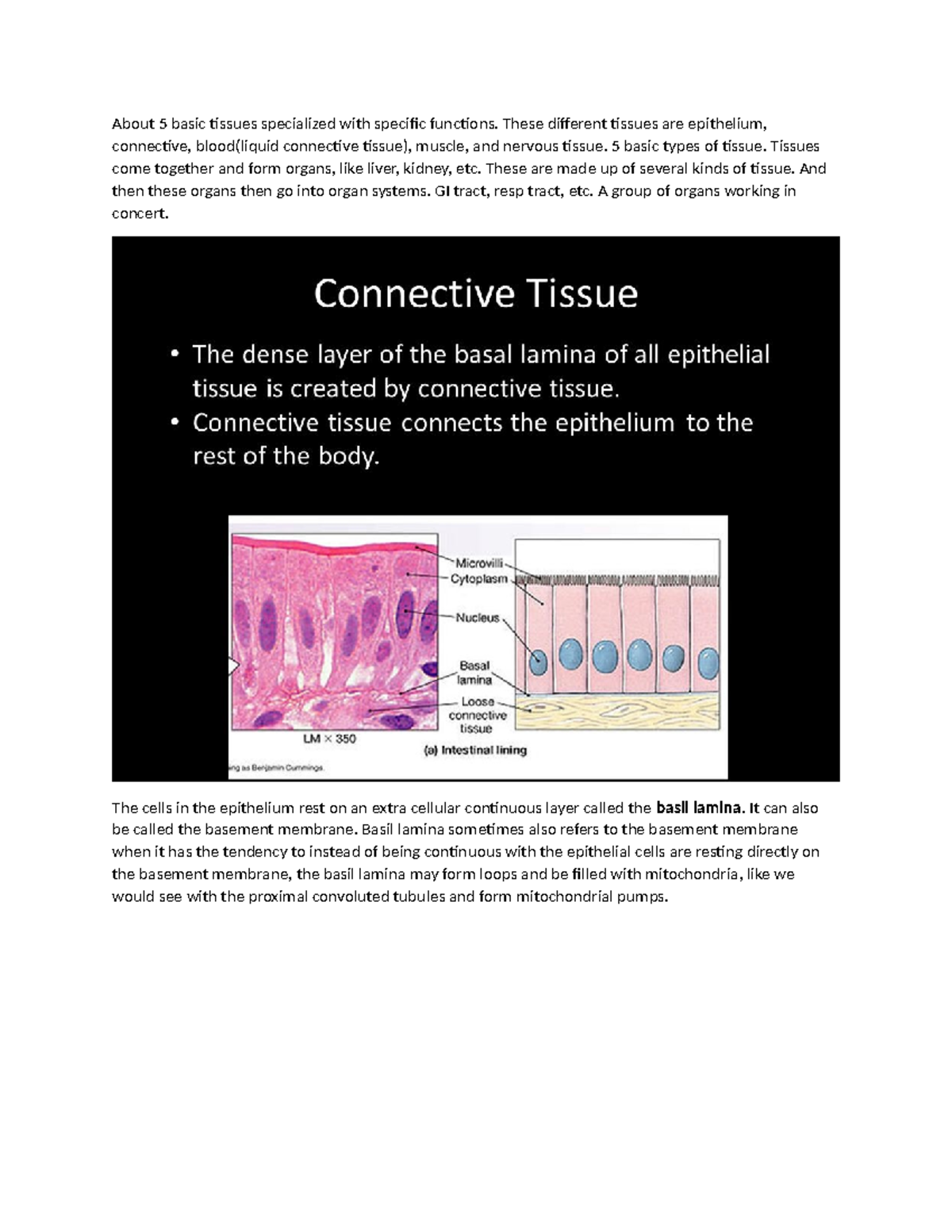 Histology 1 24 epithelium - About 5 basic tissues specialized with ...