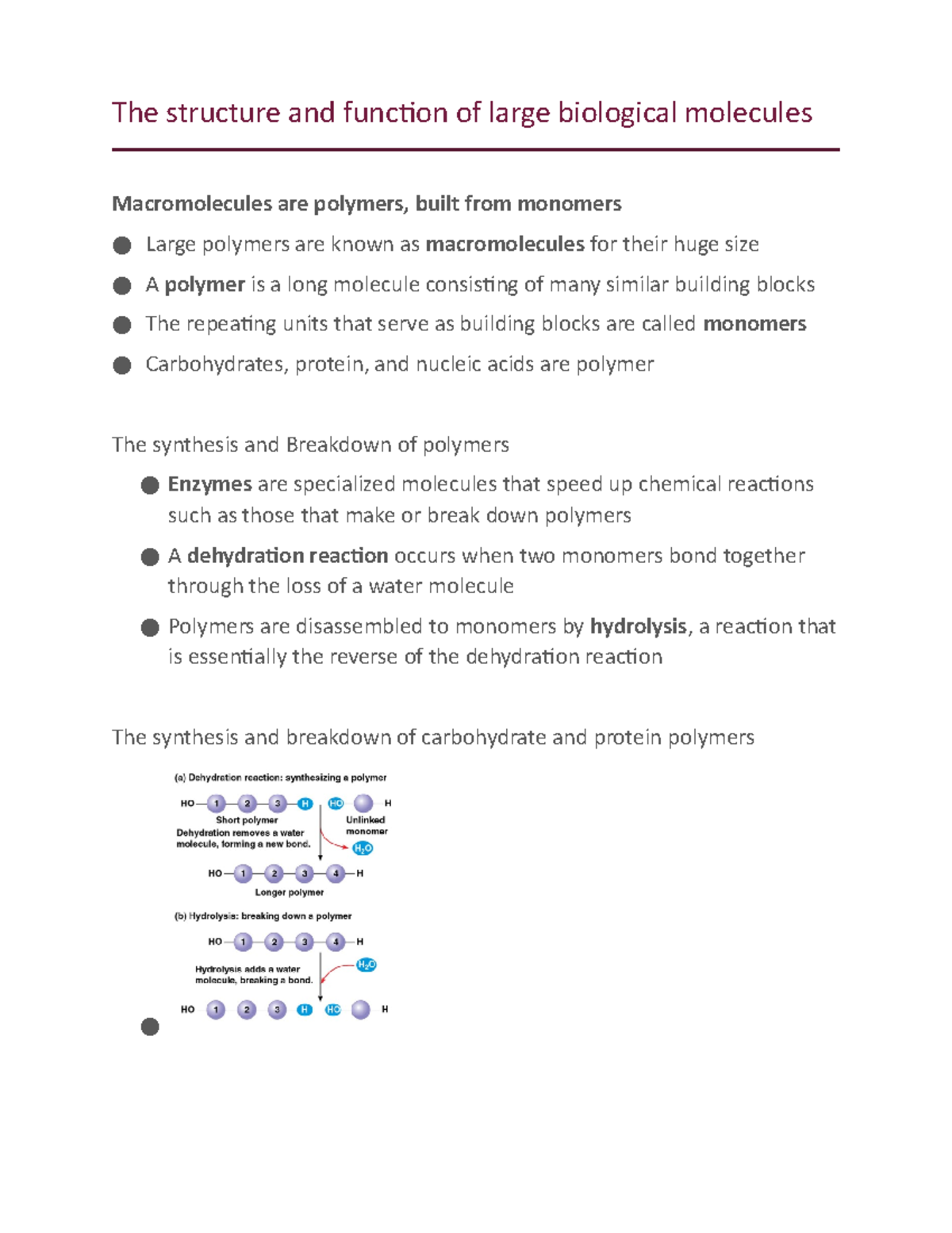 Chapter 5 - The structure and function of large biological molecules ...