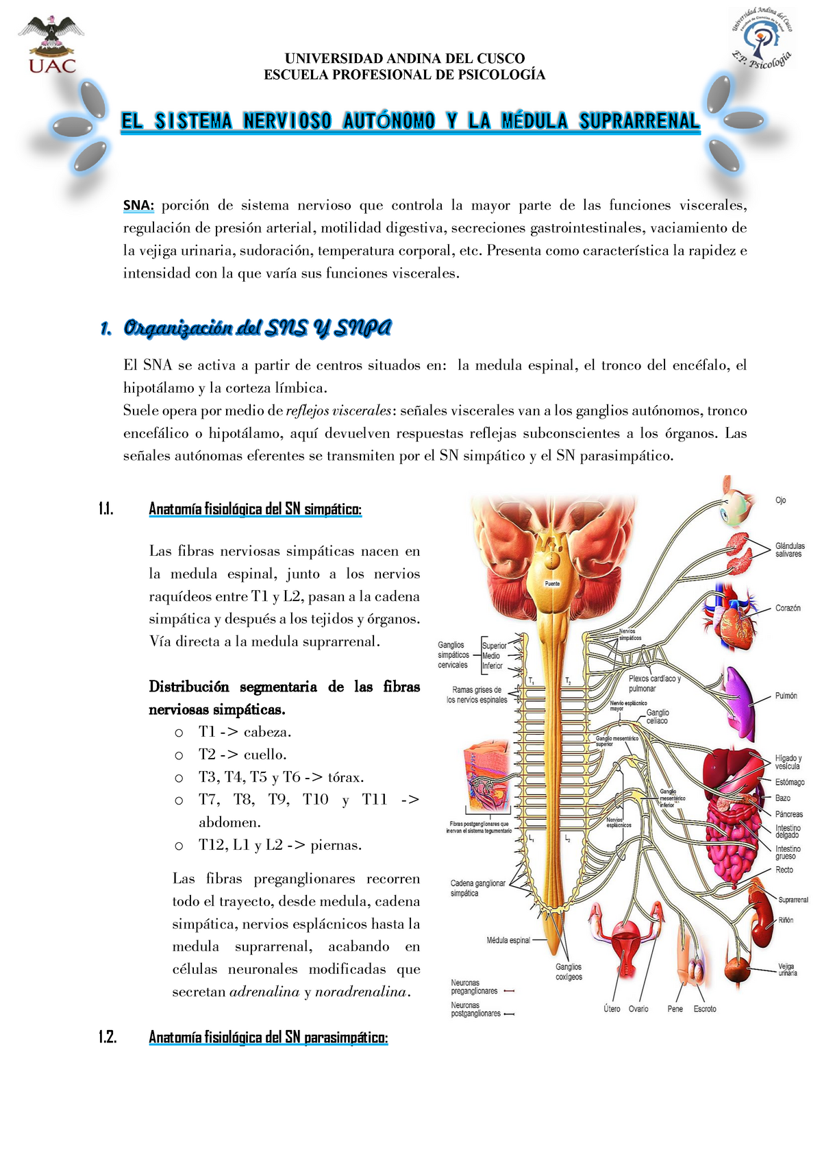 Resumen EL Sistema Nervioso Autónomo Y LA Médula Suprarrenal ESCUELA PROFESIONAL DE