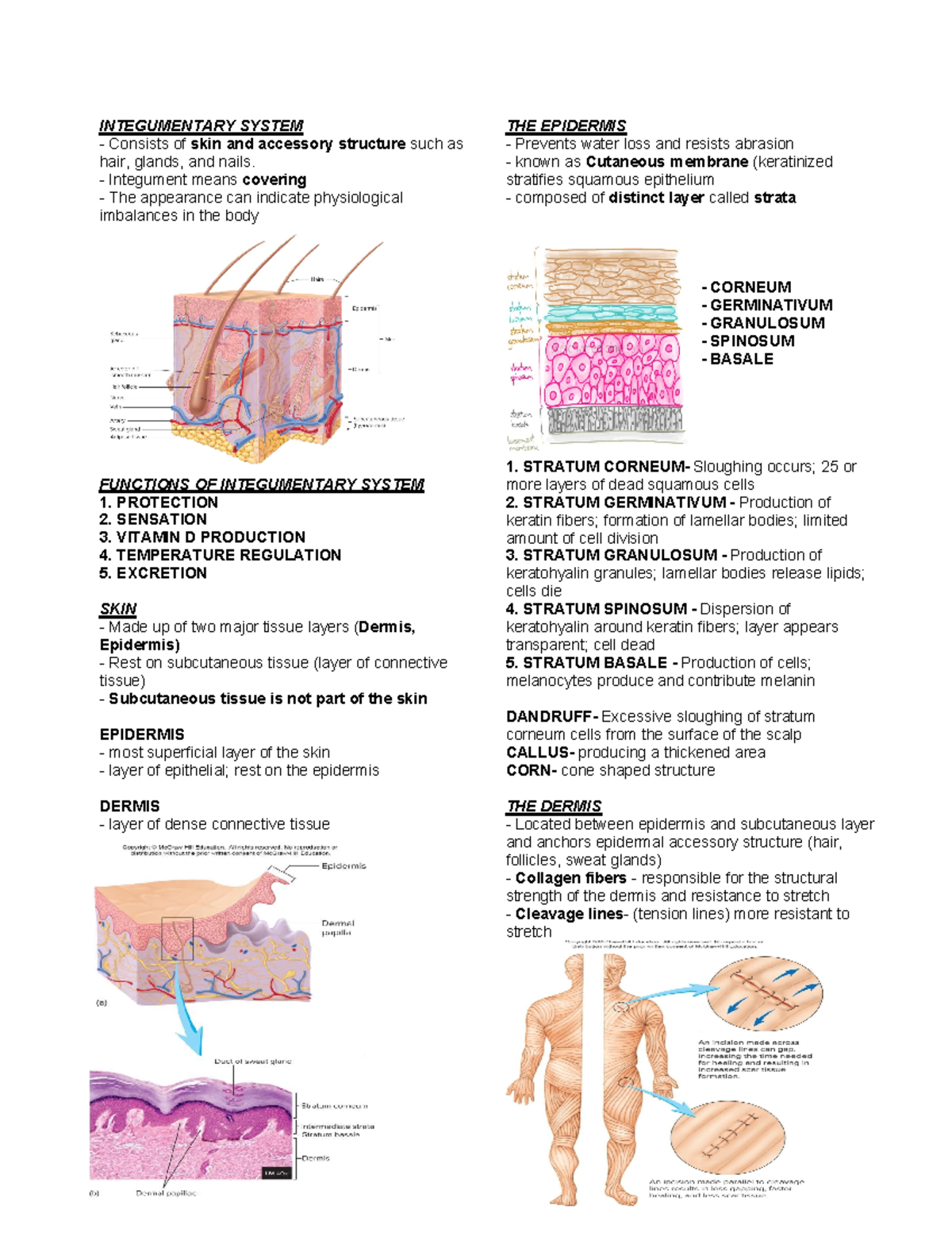 intergumenrtary system - INTEGUMENTARY SYSTEM Consists of skin and ...