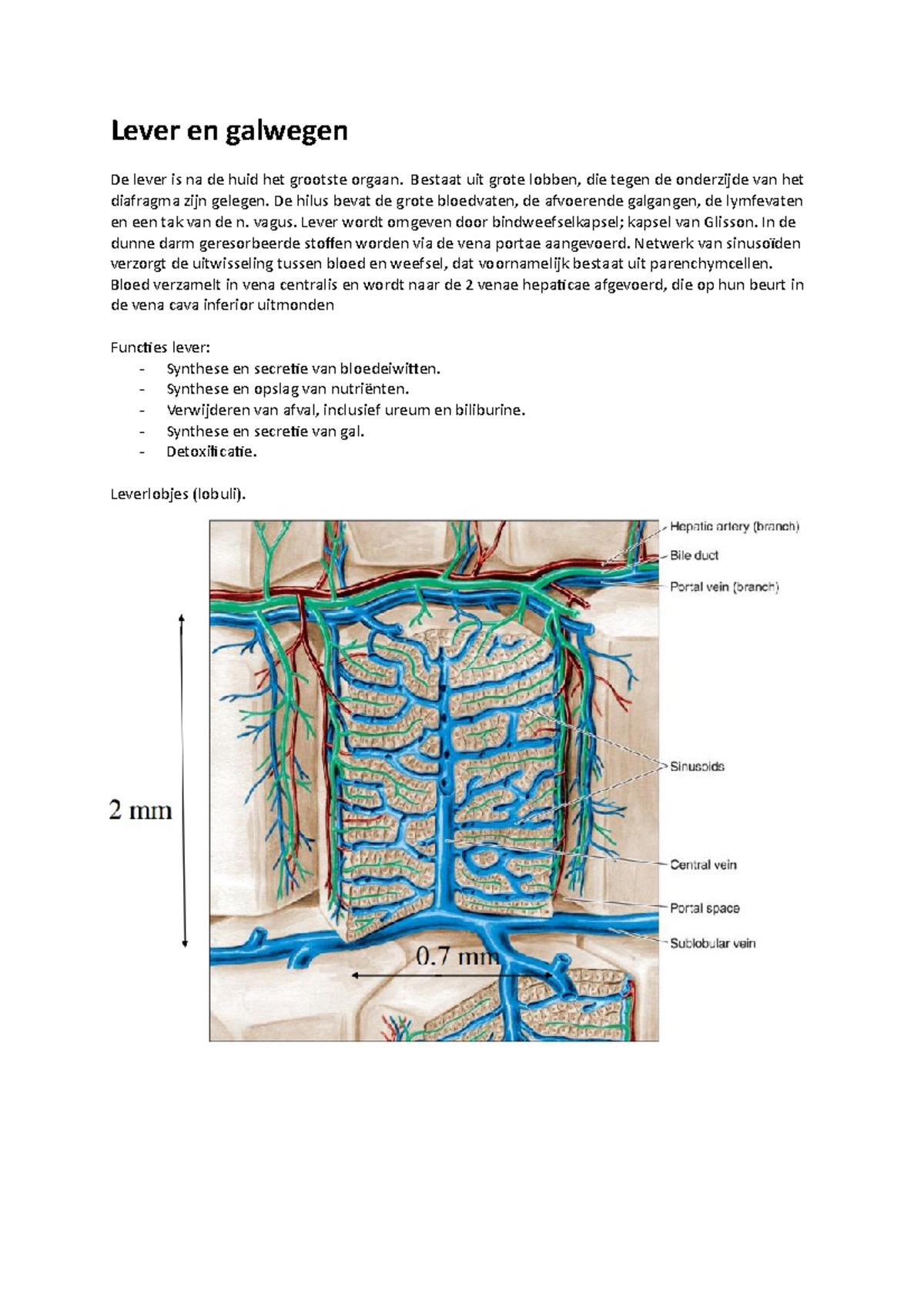 IPK Lever en galwegen college Lever en galwegen De lever is na de