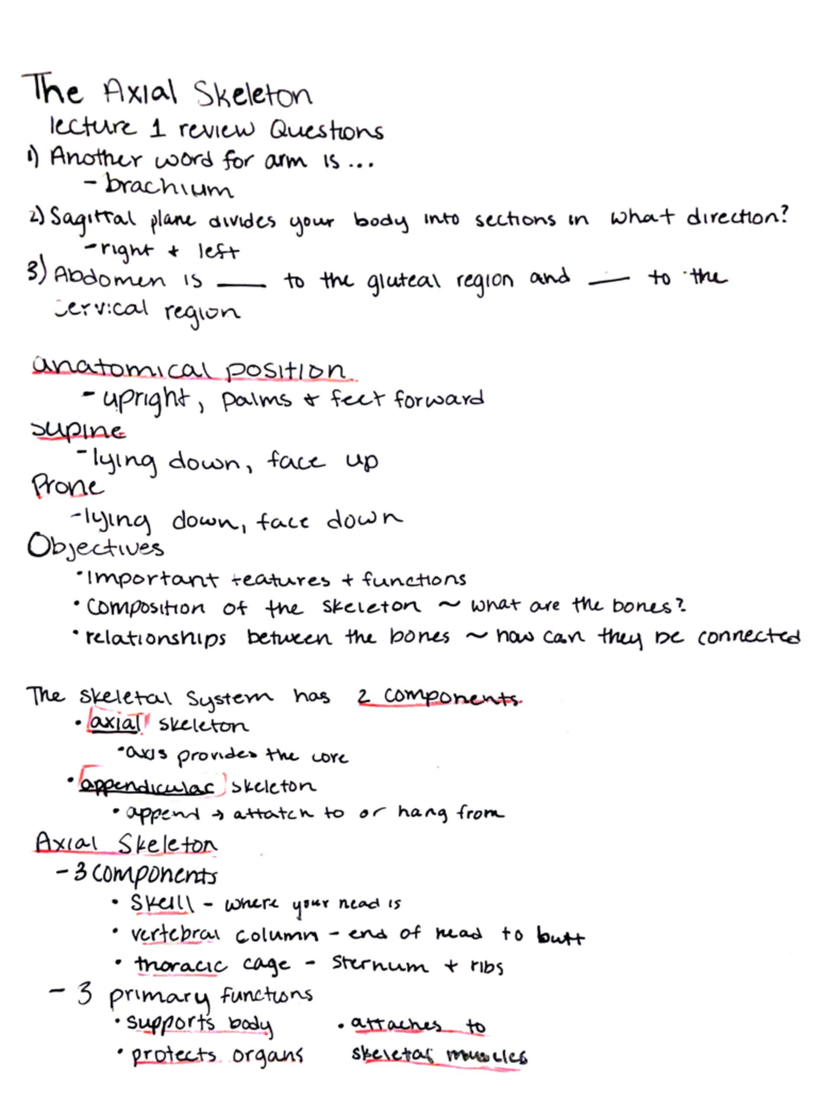 the-axial-skeleton-the-axial-skeleton-lecture-1-review-questions