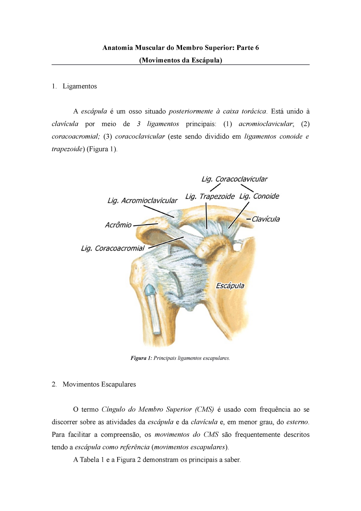 anatomia da escapula - Anatomia I