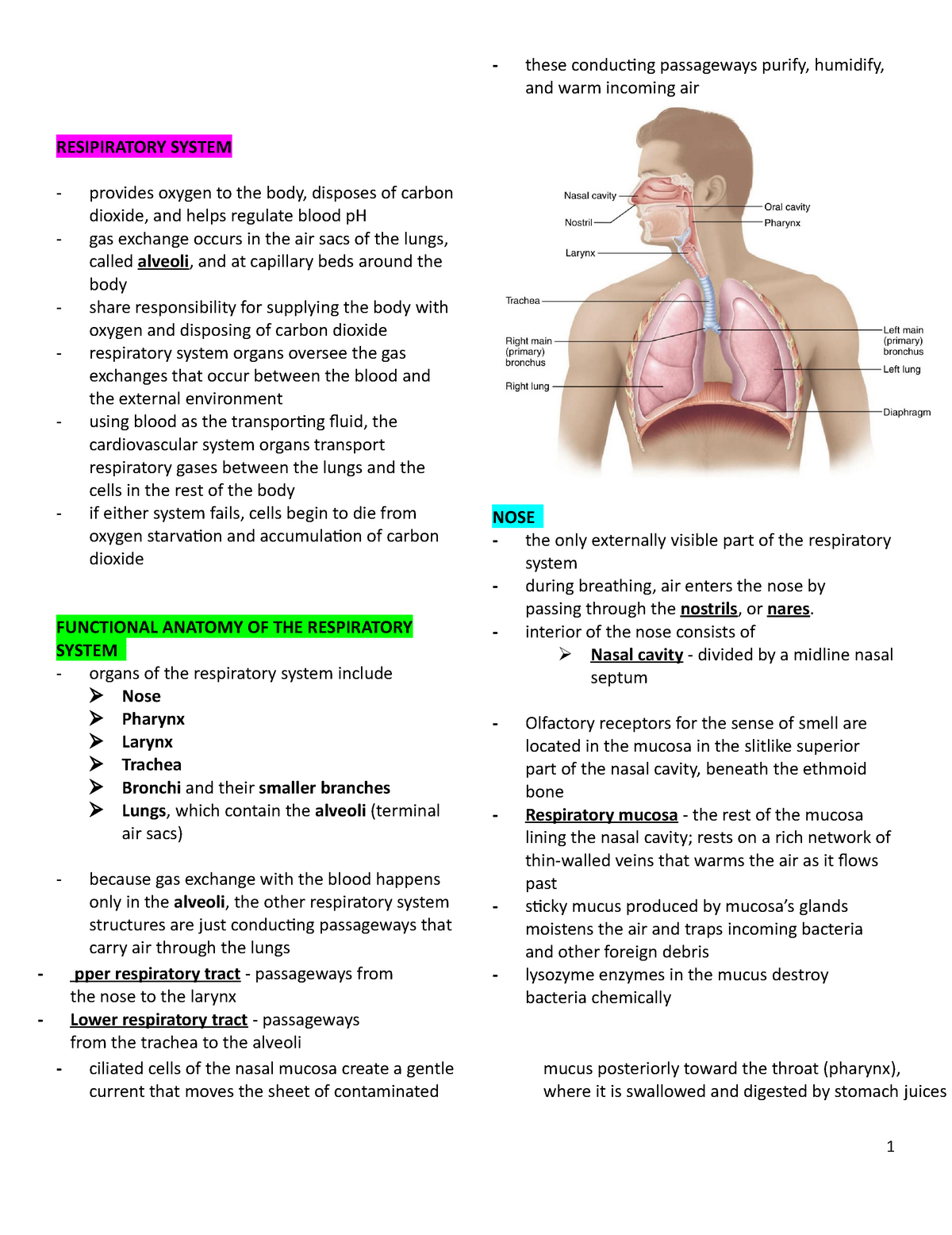 16. Respiratory System - RESIPIRATORY SYSTEM provides oxygen to the ...