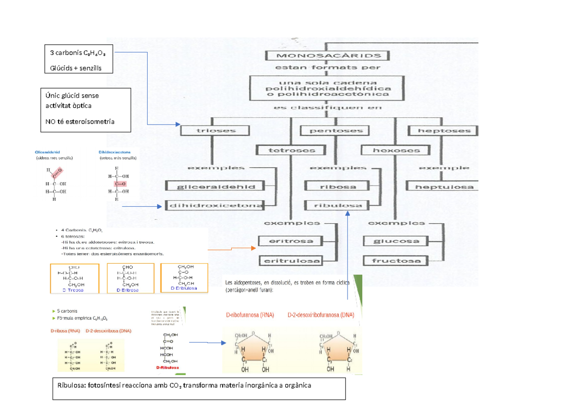 Glucids - Práctica de glúcidos - Biología - 3 carbonis C₃H₆O₃ Glúcids ...