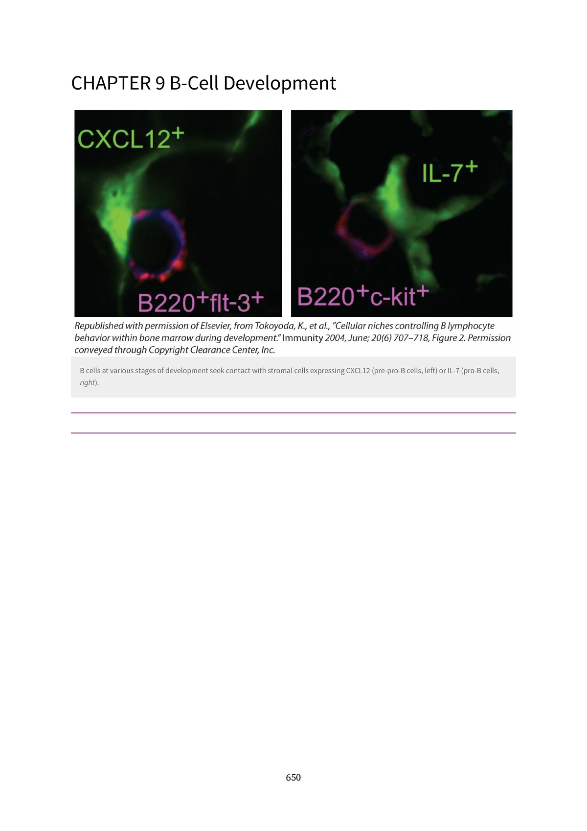 Chapter 9. B-Cell Development - CHAPTER 9 B-Cell Development B Cells At ...