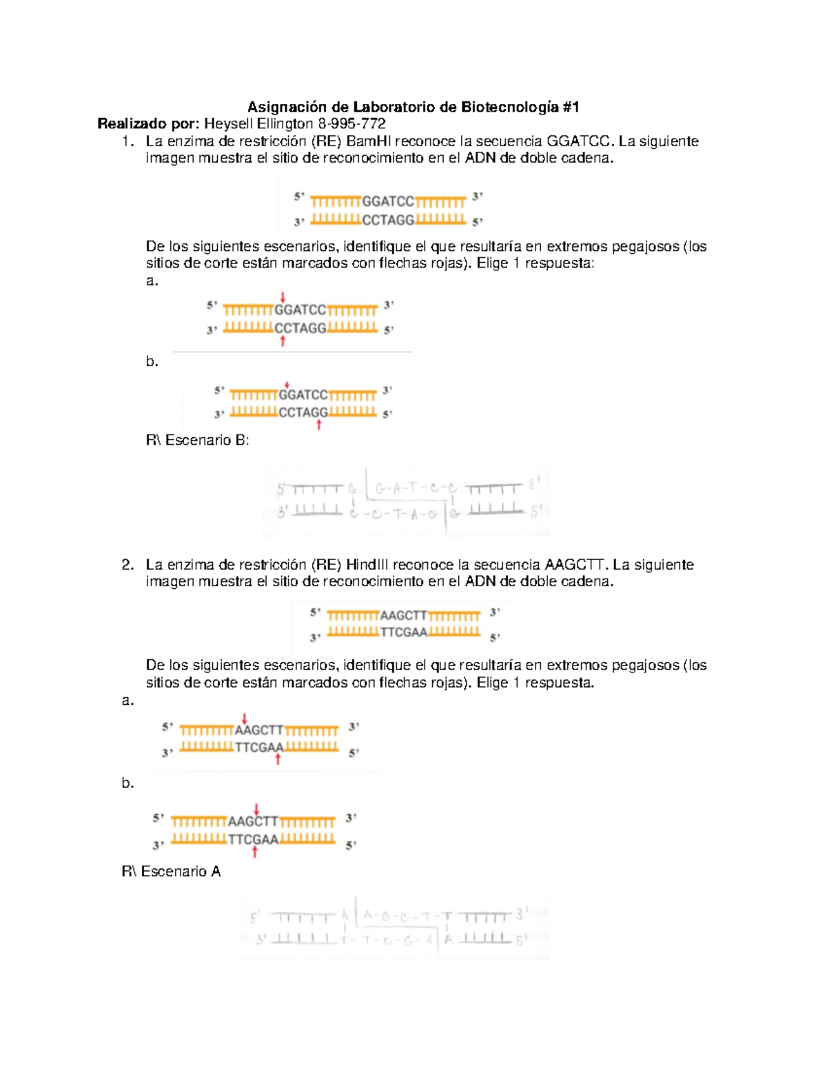 Nucleasas de restriccion - Asignación de Laboratorio de Biotecnología ...