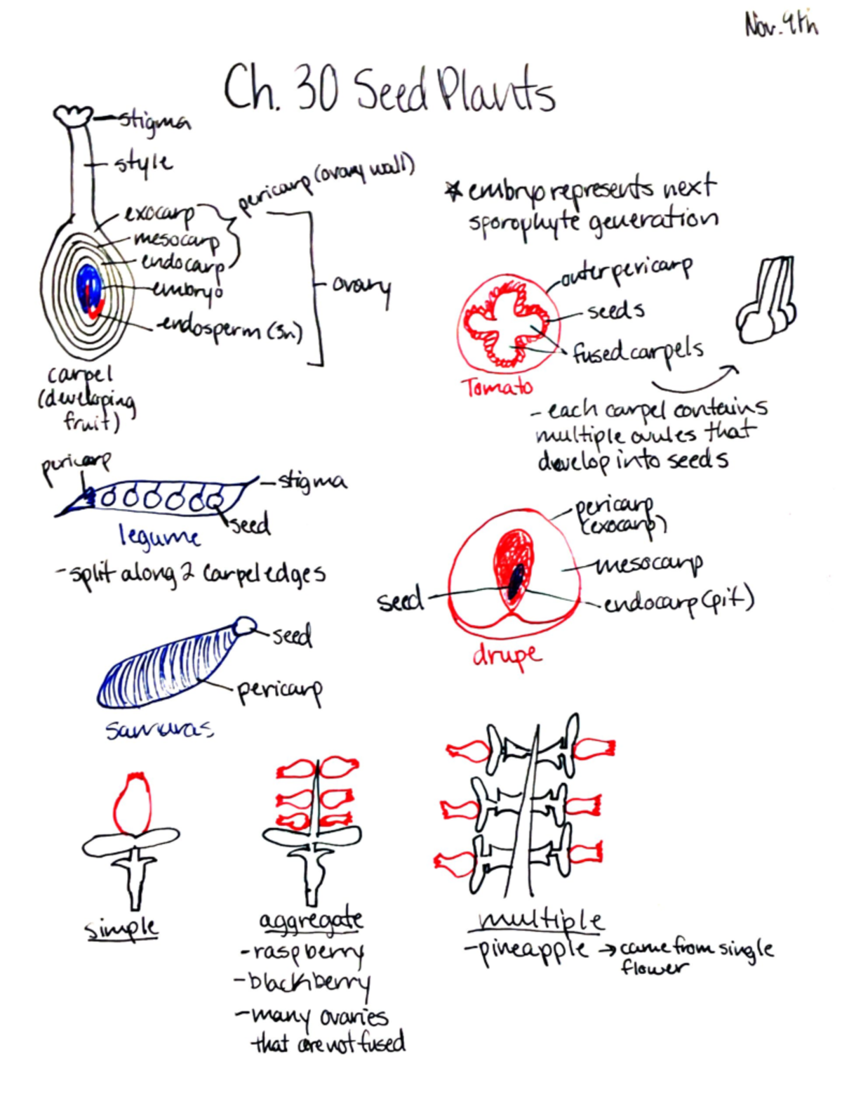 Ch - Dr. Dowling/Dr.Branford -stigma style exocarp •mesocarp endocarp ...