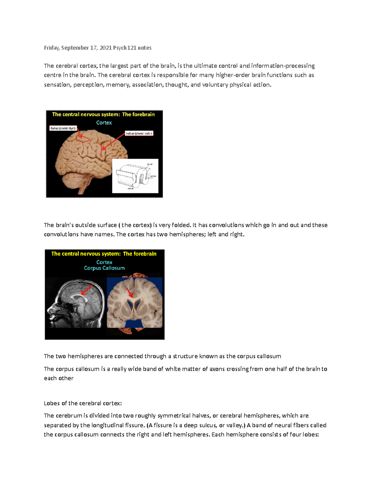 The Secret Power Hidden In Your Cerebral Cortex! - q4gu7gn