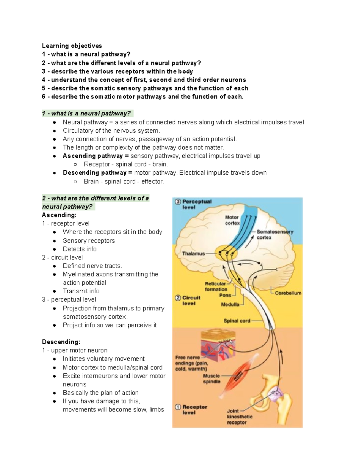 neural-pathways-lecture-notes-learning-objectives-1-what-is-a