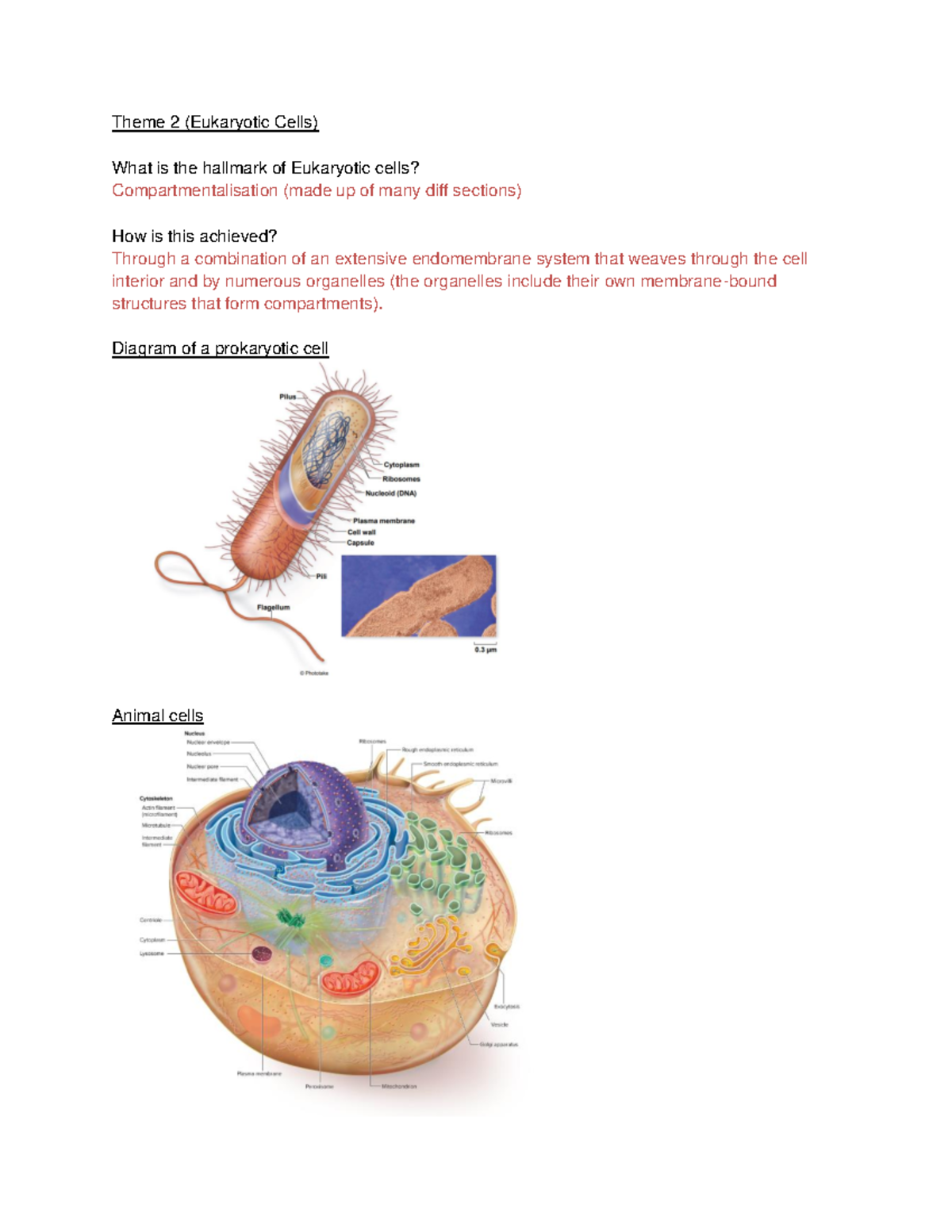 Theme 2 (mlb 111) - Theme 2 (eukaryotic Cells) What Is The Hallmark Of 