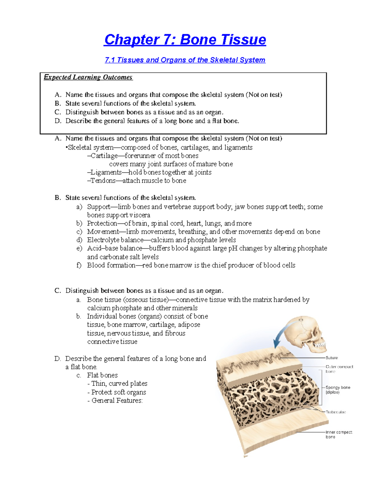 Chapter 7 Study Guide - Lecture Notes 6 - Chapter 7: Bone Tissue 7 ...