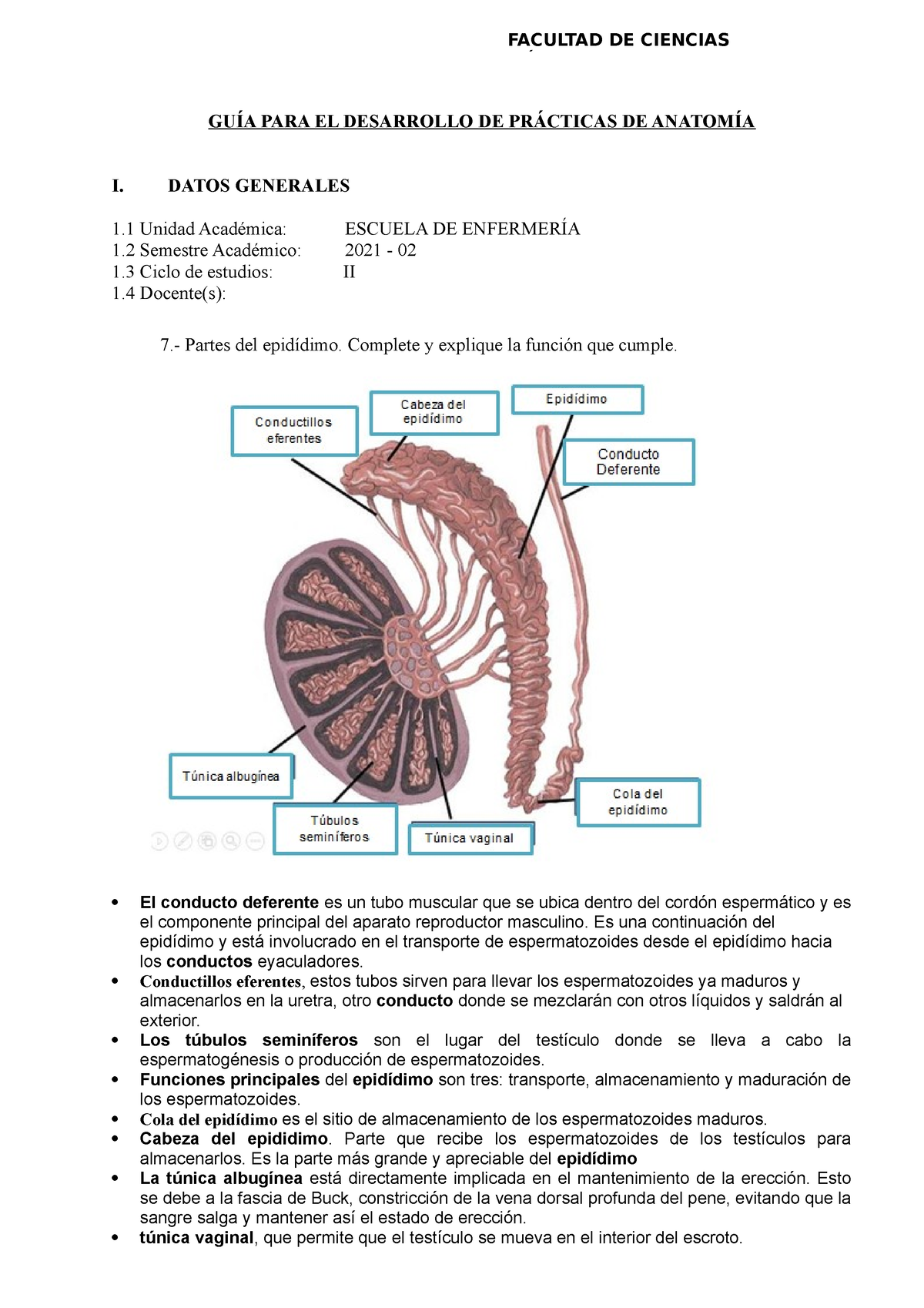 15. GUIA DE Anatomía Sesión 15 Aparato Reproductor Masculino - GUÍA ...