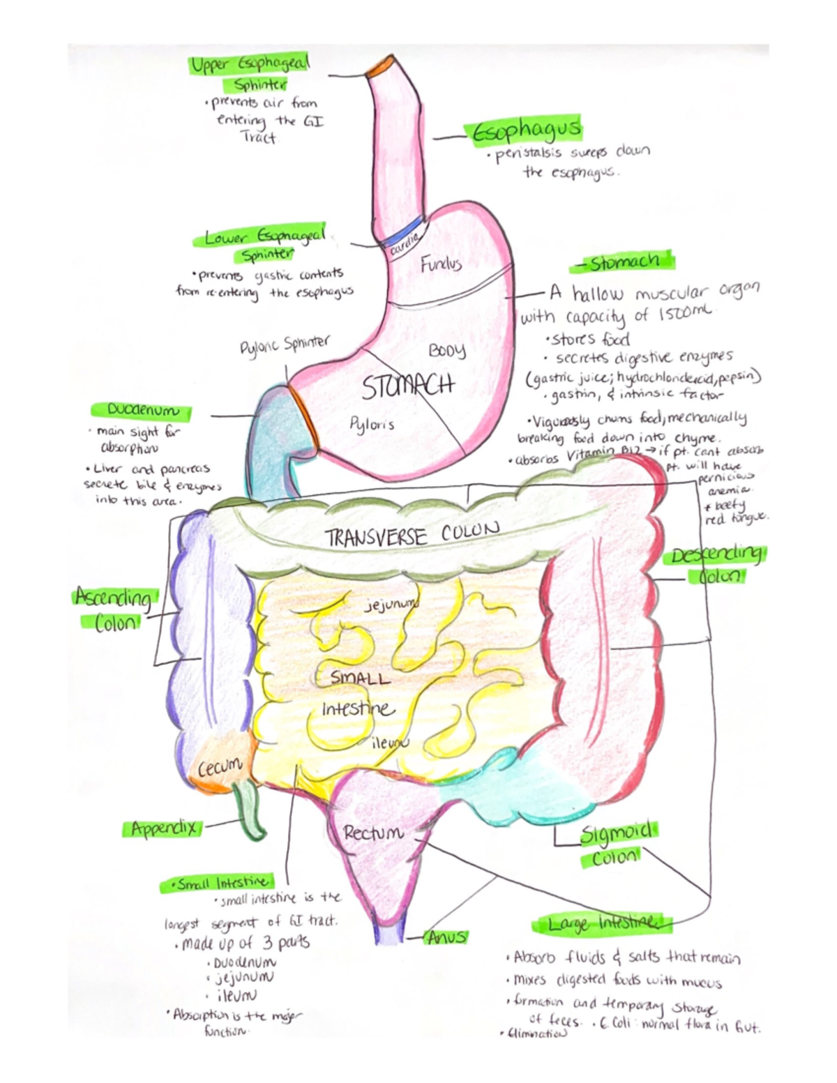 Sphinter - Med surg GI - Nurs127 - Studocu