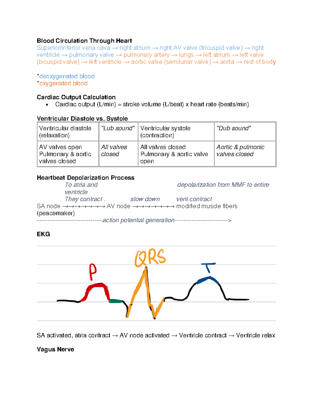 Cardiovascular System Exam Guide (Bio 151) - Blood Circulation Through ...